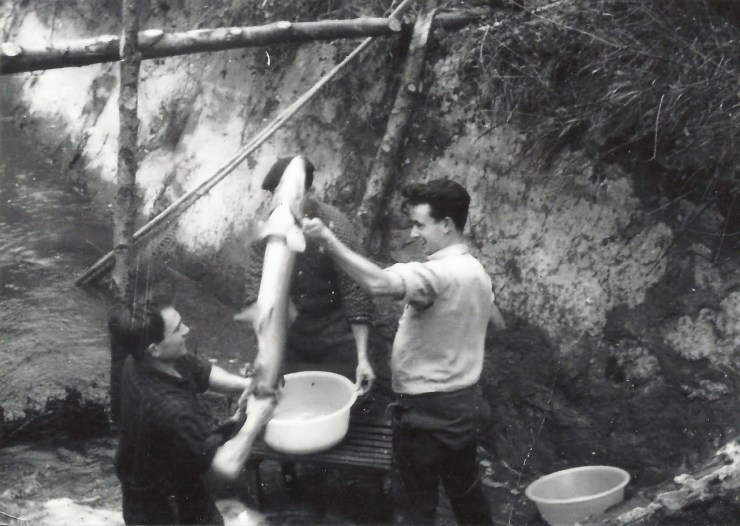 pesando salmones1 (Santi Brera)